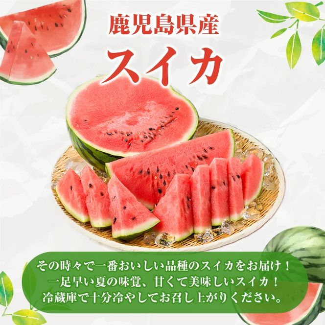 ＜先行予約受付中！2026年6月中旬以降順次発送予定＞鹿児島県産 スイカ(2玉) 国産 果物 スイカ すいか 西瓜 ジュース スムージー 祭ばやし 縞王 紅まくら 黒小玉スイカ 期間限定【松永青果】akn053-31