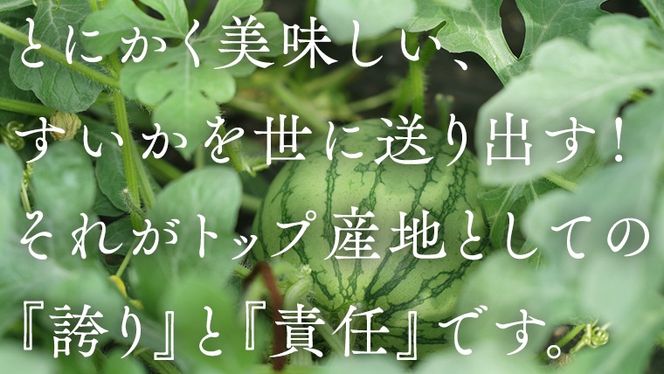 【 JA北つくば 】 極シャリ食感 ！ こだますいか 「 ピノ・ガール 」 2玉 先行予約 小玉すいか 小玉 すいか スイカ 果物 フルーツ [AE018ci]