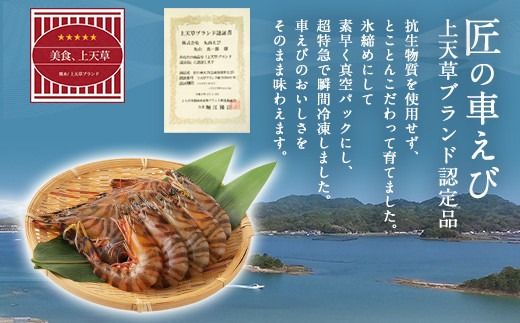 【上天草ブランド認証品】 匠の大きな車えび【活き締め急速冷凍】 270g×2パック(合計10尾～14尾) 車海老 刺身 車えび えび 車エビ エビ
