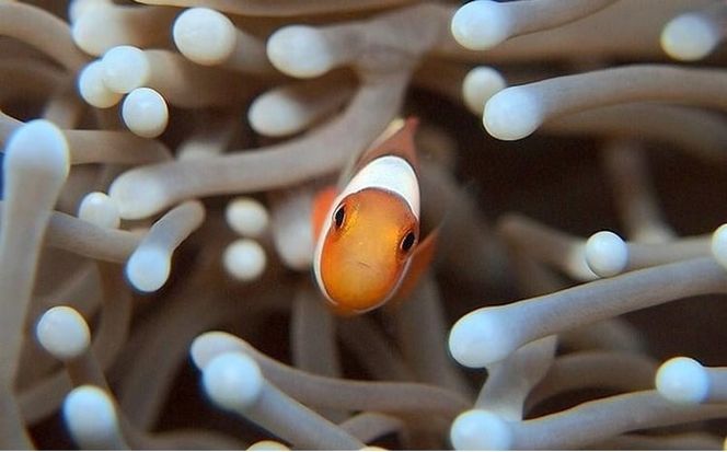 サンゴと生き物の楽園！魅力いっぱい恩納村ファンダイビング（2DIVE）2名様