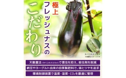 【先行受付】なす 選べる 1.5kg 3kg 5kg 3回定期便 6回定期便 約15本 ～ 50本 朝採れ 農家直送 新鮮 旬 野菜 やさい 茄子 ナス なすび 先行予約 期間限定 季節 料理 ごはん 高知県 特産品 優秀賞 天敵農法 自家製肥料 環境制御 お竜 焼きなす 揚げ浸し nasu 煮びたし カレー なす パスタ たたき こたにん農園 安芸市 高知県