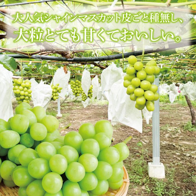 【先行予約】【2026年8月下旬順次発送開始】シャインマスカット2～3房（約1.5kg）【茨城県共通返礼品：下妻市】│ フルーツ 果物 ぶどう 種なし 大粒 数量限定 茨城県（BJ001）