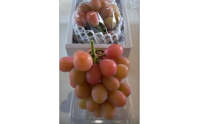 964.北条砂丘地産ぶどう クインニーナ 2房 1kg以上 果物 くだもの 葡萄 ぶどう 313726_AQ014