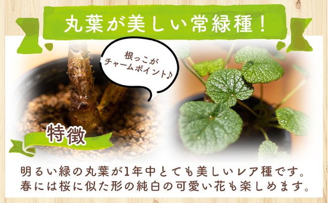塊根植物 コチレドニス ペラルゴニウム - 物 常緑種 インテリア ナチュラル 自然 グリーン 観葉植物 おしゃれ 癒し かわいい 多肉植物 塊根植物 サキュレントフィールド Succulent field 高知県 香南市 常温 cc-0012