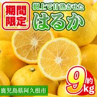 ＜先行予約受付中！2027年2月上旬以降順次発送予定＞数量限定！鹿児島県産 はるか(約9kg) 国産 柑橘 果物 果実 くだもの フルーツ 旬 デザート 期間限定 数量限定 鹿児島県産 阿久根市産 樹上完熟 ノーワックス【三笠農業生産】akn051-02