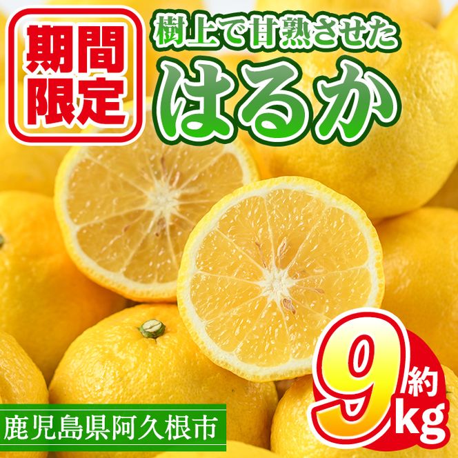 ＜先行予約受付中！2027年2月上旬以降順次発送予定＞数量限定！鹿児島県産 はるか(約9kg) 国産 柑橘 果物 果実 くだもの フルーツ 旬 デザート 期間限定 数量限定 鹿児島県産 阿久根市産 樹上完熟 ノーワックス【三笠農業生産】akn051-02
