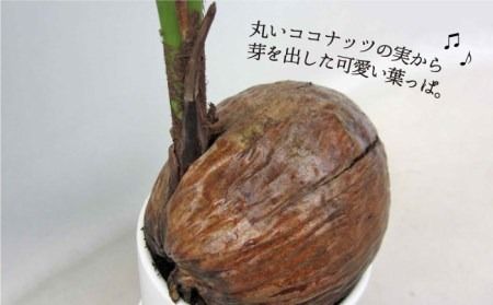 ココヤシ 観葉植物 《糸島》【はざま園芸】[AND004] 観葉植物 室内 室内用 自宅 ココヤシ インテリア 植物