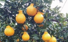 みかん 不知火 Lサイズ以下 たにぐち農園のハウス不知火 4.5kg【2026年1月初旬から1月下旬までに順次発送】 / 不知火 みかん 蜜柑 デコポン ハウス【mtn023D】