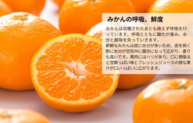 みかん うま採り 箱込約 1kg（内容量0.9kg） 光センサー選別 みかんの会厳選 サイズミックス 和歌山県産 産地直送 【みかんの会】［2025年11月中旬より2026年1月中旬頃順次出荷予定］ AX422