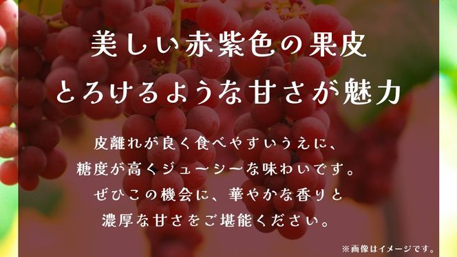 【 訳あり 】 クインニーナ 3kg 【2026年9月発送開始】(茨城県共通返礼品：大子町) ぶどう 葡萄 ブドウ 果物 フルーツ 果実 ワケあり ご自宅用 ご家庭用 自分用