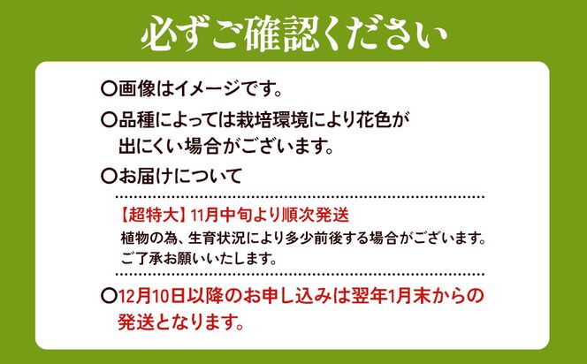 ユリ球根 超特大球オレンジカサブランカ 4球 橙花品種 花 フラワー 園芸 ガーデニング 植物 高品質 送料無料