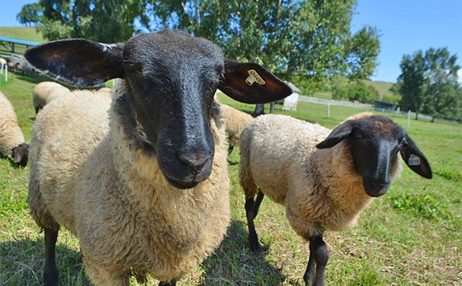 松尾めん羊牧場産　ラムムートン シートクッション2枚組