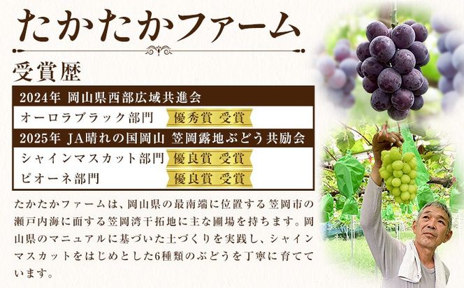 ぶどう ピオーネ オーロラブラック 計2房 1kg 以上 《8月下旬-9月中旬頃出荷》 たかたかファーム ブドウ 葡萄 黒系 果物 フルーツ ギフト 岡山県 笠岡市---T-34---