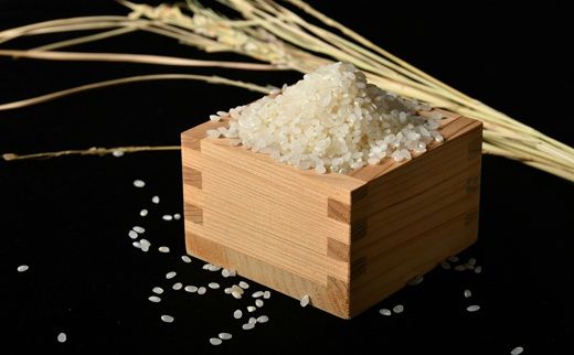 コシヒカリ＜特別栽培米＞精米 10㎏（減農薬 有機肥料 お米 米 おこめ こめ 白米 こしひかり 令和8年産）【002308D】