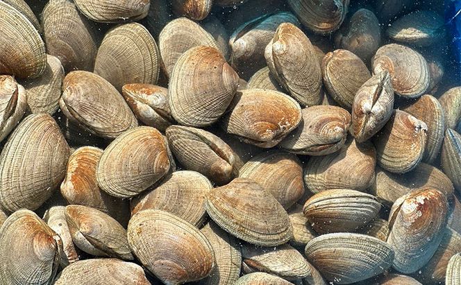 訳あり 北海道 厚岸産 あさり350g 魚貝類 海の幸 グルメ 大粒 肉厚 砂抜き済み 