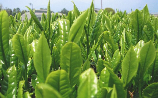 四日市認定地場特産品【泗水十貨店（しすいじっかてん）】濃い抹茶グリーンティ　無糖２本　手提げ袋付き