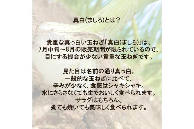 【予約：2027年8月発送】JAきたみらい産 玉ねぎ 真白 3kg ( 玉葱 たまねぎ 野菜 ましろ )【225-0002】