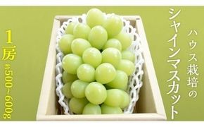 ハウス栽培 の シャインマスカット 1房 ( 約500g～600g ) 令和8年産 先行予約 化学肥料不使用 ぶどう ブドウ 葡萄 フルーツ [EK001ci]