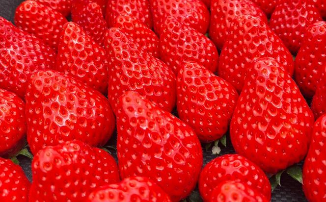 【先行受付】MIYA FARM いちごお持ち帰りギフト券 3,000円分 ※2026年12月～発送