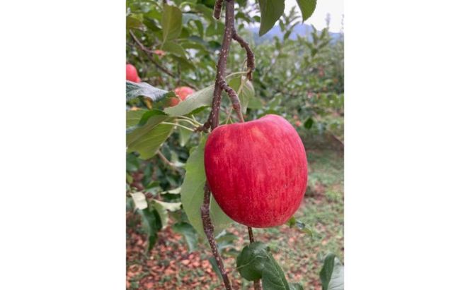 【2026年9月～発送】シナノドルチェ 秀品 約3kg 7～11玉 りんご 果物 信州 長野