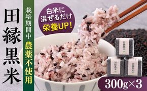 田縁黒米（でんえんくろまい）300g×3パック 糸島市 / NPO法人田縁プロジェクト 古代米 黒米 米 ご飯 [ATM003]  黒米 玄米 栄養豊富 古代米 薬膳 天日干し 米 お米 真空 ちょい足し  新米