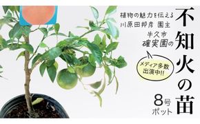 不知火 の 苗 8号ポット 1点 苗木 庭木 果樹 ガーデニング 家庭菜園 園芸 鉢植え 庭木 果物 くだもの  観葉植物 インテリア 植木鉢