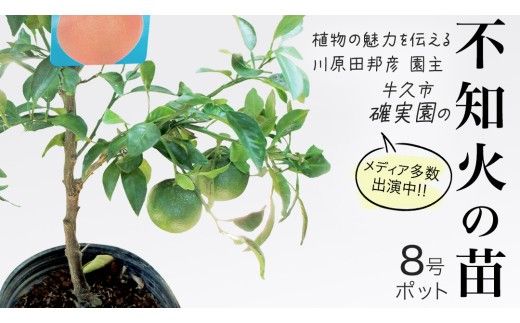 不知火 の 苗 8号ポット 1点 苗木 庭木 果樹 ガーデニング 家庭菜園 園芸 鉢植え 庭木 果物 くだもの  観葉植物 インテリア 植木鉢