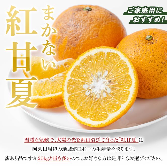 訳あり！鹿児島県産まかない紅甘夏(約20kg) 国産 鹿児島産 柑橘 訳アリ 果物 フルーツ 旬 常温保存 紅甘夏 ベニアマナツ 数量限定 期間限定 規格外 デザート 阿久根市産【三笠農業生産】akn051-05