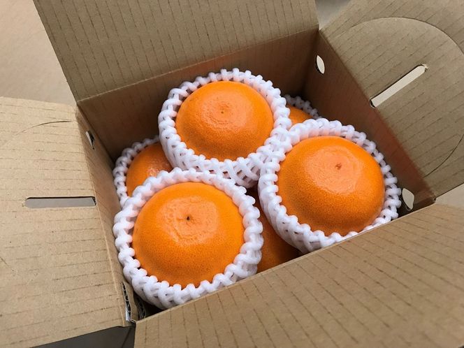 ［8箱セット］甘っ子 小玉 ハウス せとか 9玉入 × 8箱 手さげ箱 南泰園 BS175