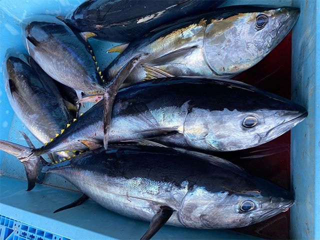 青森県鰺ヶ沢町産 天然本マグロ（冷凍、赤身2サク、約350g） 魚貝類 鮪 まぐろ漁師が釣ったマグロの王様世界自然遺産「白神山地清流メジマグロあっさり 