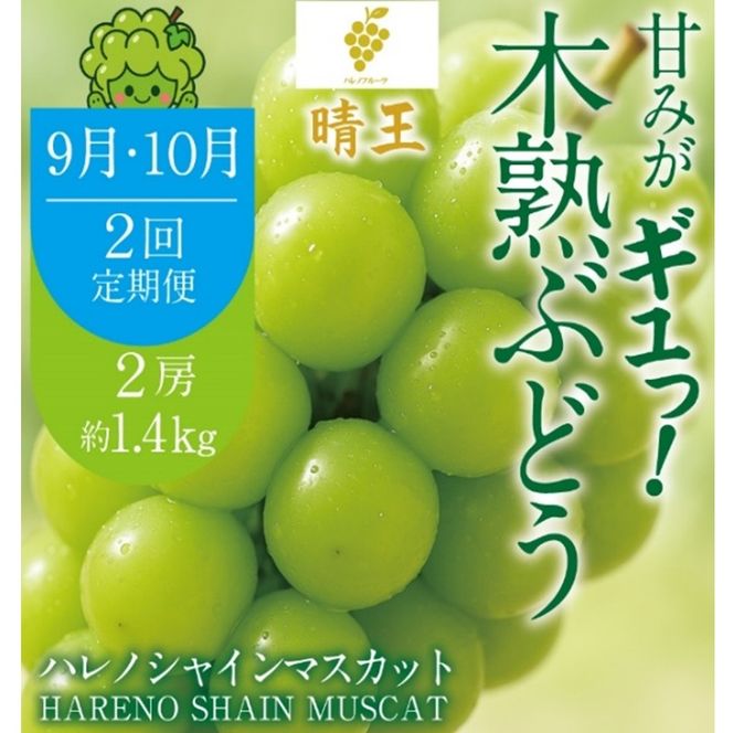先行予約 2回 定期便 晴王 木熟ぶどう ハレノシャイン シャインマスカット晴王 2房 約1.4kg 9月・10月発送 種無し 皮ごと食べる みずみずしい 甘い フレッシュ 糖度保証 厳選品質 冷蔵 ハレノフルーツ