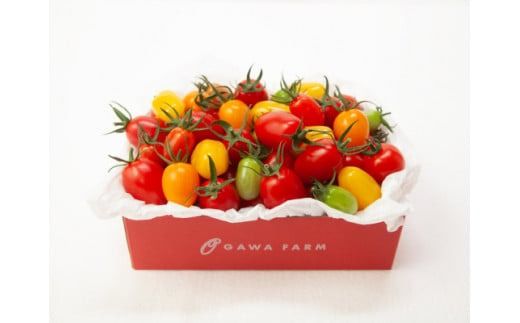 香TOMATO3キロ<OGAWA　FARM>
