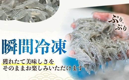 土佐のお刺身 「 生しらす 」 選べる 3 ~ 10 パック しらす どろめ お刺身 海鮮 魚介 魚貝 鮮魚 新鮮 産地直送 おさしみ 国産 容量 刺身 さしみ 刺し身 小分け 個包装 天然 70g しらす丼 冷凍生白子 ごはん の お供 高鮮度 海の幸 人気 おすすめ 米にあう 丼 ちりめん 冷凍便 5000 10000 5千円 1万円 高知県 安芸市