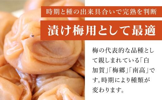 【2026年発送分先行予約】旬をお届け!完熟梅【Lサイズ5kg】 ANAR013