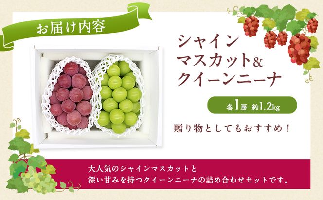 ぶどう 2026年 先行予約 シャインマスカット ＆ クイーンニーナ 各1房 約1.2kg ブドウ 葡萄 岡山県産 国産 フルーツ 果物 直送！せとうちバスケット