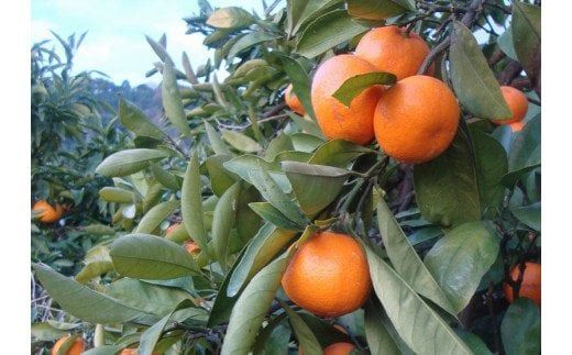 【2027年1月発送予約】 ご家庭用 こだわりの有田みかん 約4kg＋150g（痛み補償分）光センサー選別 農家直送 / みかん ミカン 有田みかん 温州みかん 柑橘 フルーツ 果物 くだもの 旬 人気 みかん先行予約 家庭用 和歌山【nuk148-01A】 