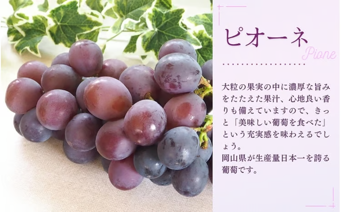 【2026年先行予約】NISSHOKU FARM ご家庭用大粒ぶどう３種セット岡山　訳あり【NF-13-01】 ぶどう 詰め合わせ 真庭市 食べ比べ【nisfarm013-02】