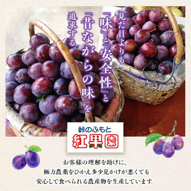 [先行受付] 9月お届け 北海道 仁木産 フレッシュ プルーン 約2kg （サイズ混合）品種 おまかせ 果物 くだもの フルーツ [峠のふもと　紅果園]