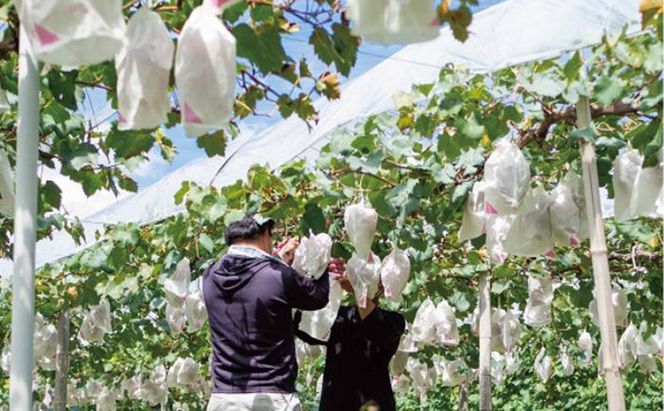 訳あり 瀬戸ジャイアンツ 2房 合計1.0kg以上 産地直送 朝採れ ぶどう 葡萄 岡山 Kawahara Green Farm 岡山県産 2026年 先行予約