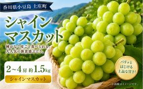 シャインマスカット  2～4房 約1.5kg マスカット フルーツ 果物 香川県 土庄町
