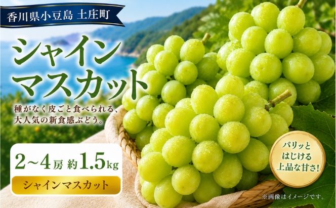シャインマスカット  2～4房 約1.5kg マスカット フルーツ 果物 香川県 土庄町