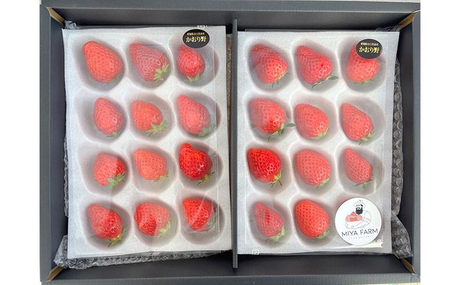 【先行予約】MIYAFARM いちご（品種：かおりの）12粒入り×4パック 合計 48粒 ※北海道・沖縄・離島への配送不可 ※2026年12月中旬～2027年5月下旬頃に順次発送予定