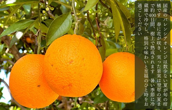 バレンシアオレンジ 国産 玉ぞろい 秀品 箱込 5kg (内容量 4.4kg ) 2L L M サイズのいずれか 和歌山県産 産地直送【みかんの会】 AX407