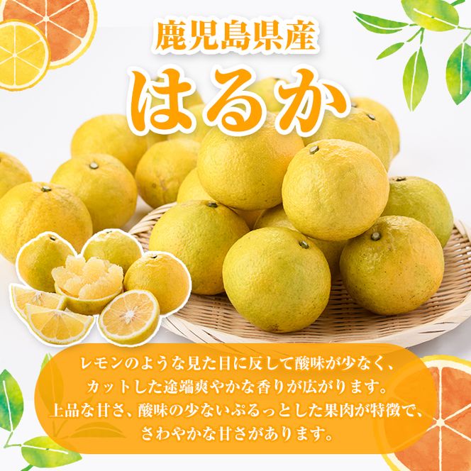 ＜先行予約受付中！2027年2月上旬以降順次発送予定＞訳ありはるか(約6kg) 国産 鹿児島県産 果物 フルーツ 柑橘 みかん はるか【松永青果】akn053-40