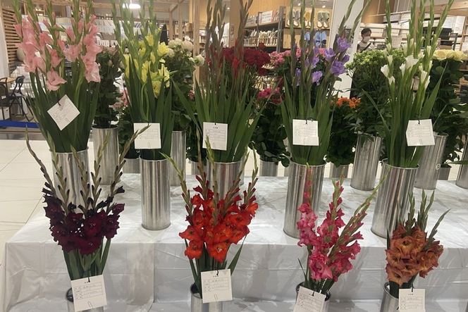 グラジオラスの花束 15本セット ※2026年6月上旬～7月上旬頃に順次発送予定 ※離島への配送不可