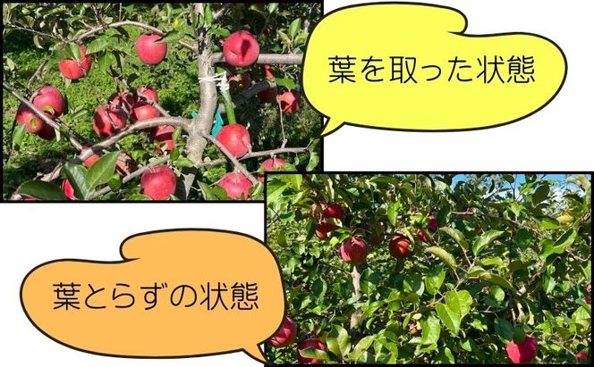 糖度13度以上 ヒバリノ園 【 紅虎 】 あどはだり 葉とらず サンふじ 約 5kg （14～18玉）青森県鰺ヶ沢町産りんご 果物類 フルーツ ※オンライン決済のみ 