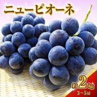 ニュー ピオーネ 約2kg 3～5房 ぶどう 葡萄 フルーツ 岡山 高梁市産 2026年 先行予約 果物類 果物 