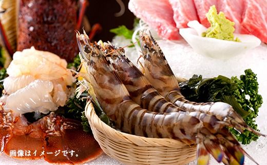 天草産 活〆冷凍 車海老 250g（特大）6～7尾 車えび 車エビ えび 海老 エビ 冷凍 国産 熊本県 上天草市
