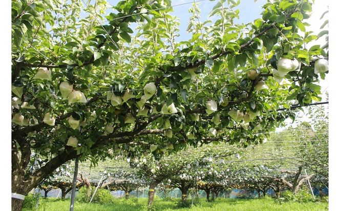 梨 二十世紀梨 約5kg（13玉前後） 国産 期間限定 デザート 甘い ジューシー ふるさと 納税 梨 なし ナシ 5kg 先行予約 ふるさと 納税 フルーツ くだもの 青梨　TO00133