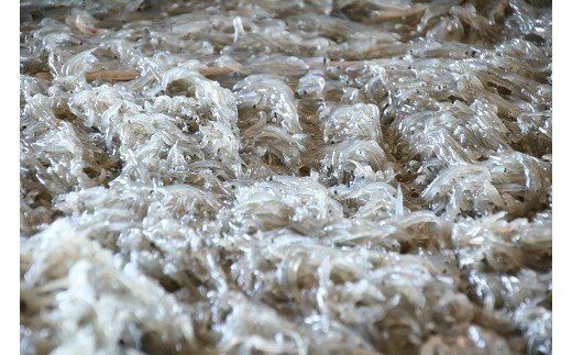 しらす屋のしらす干し １ｋｇ（ご家庭用） H006-099